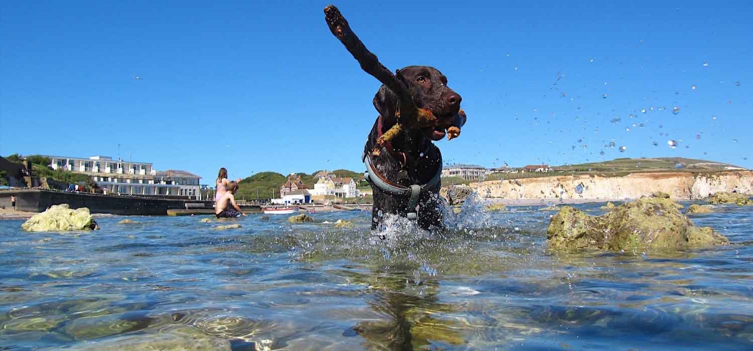 Dog Friendly Holidays, Luccombe Manor Country House Hotel, Shanklin, Isle of Wight