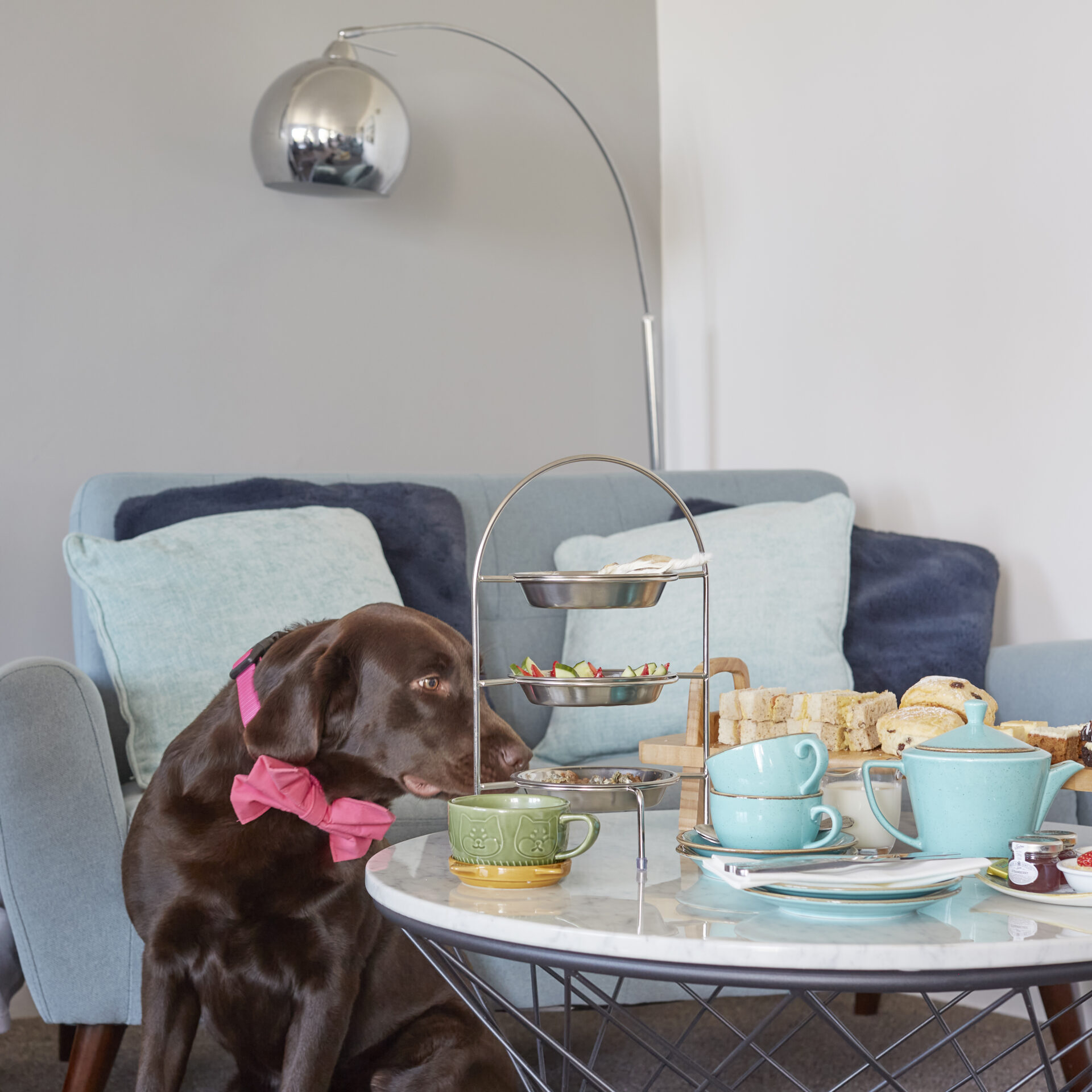 Luccombe Manor Country House Hotel Doggie Afternoon Tea with Juno, Isle of Wight