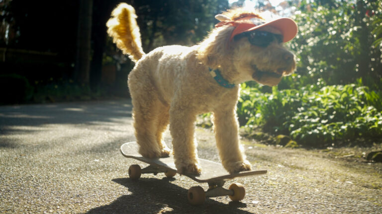 A dog on holiday at Luccombe Manor