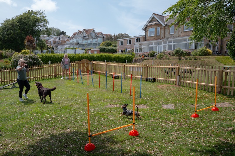Dogs and their owners playing on the agility course at Juno's Playground